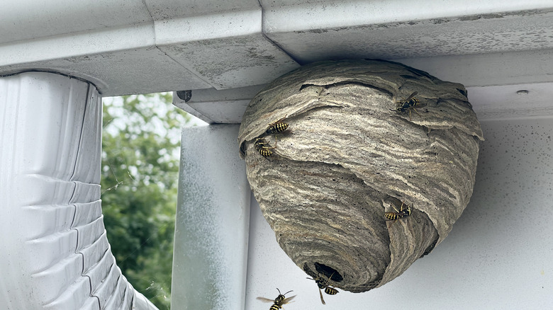 wasp nest under eaves