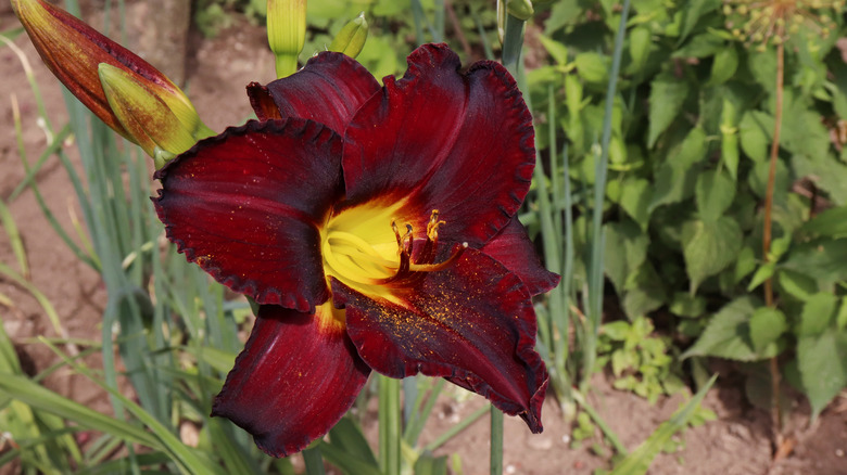 chocolate daylily in a landscape