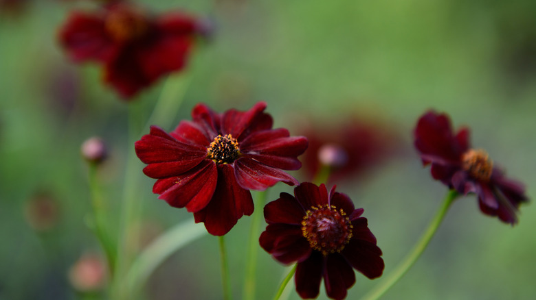 chocolate cosmos in bloom