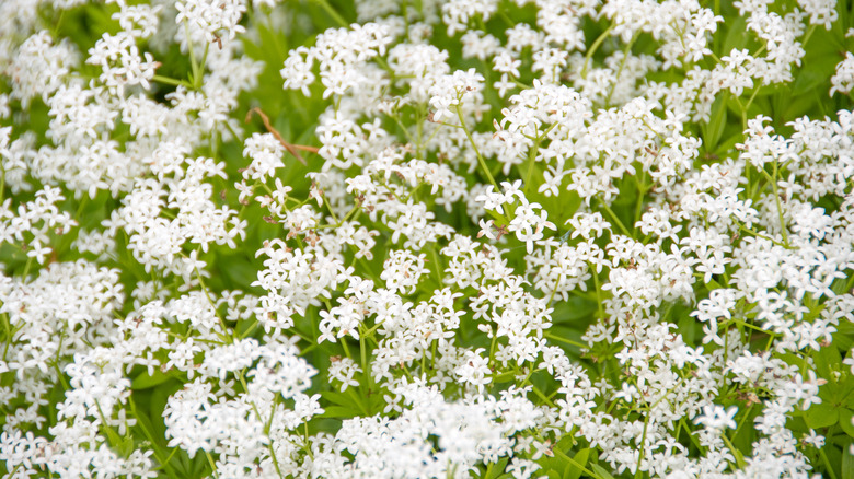 sweet woodruff flowering