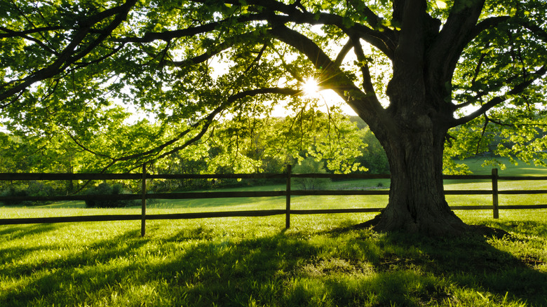 tree next to meadow