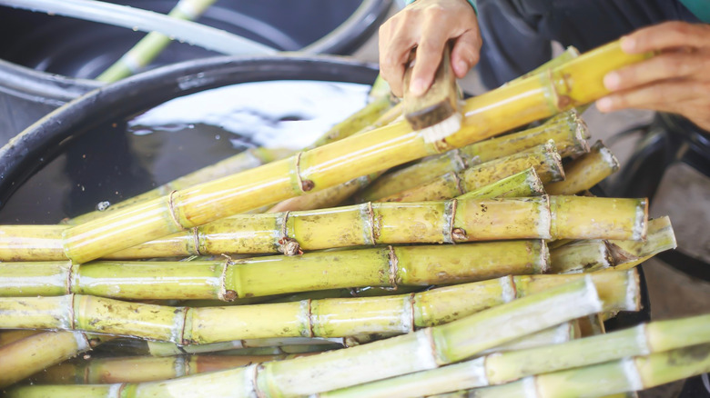 Someone cleaning their harvested suar cane