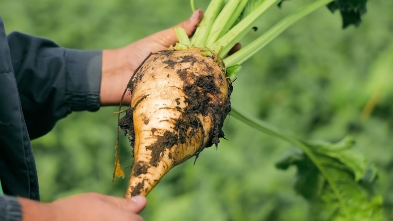 Gardener holding a freshly harvested and well-developed sugar beet