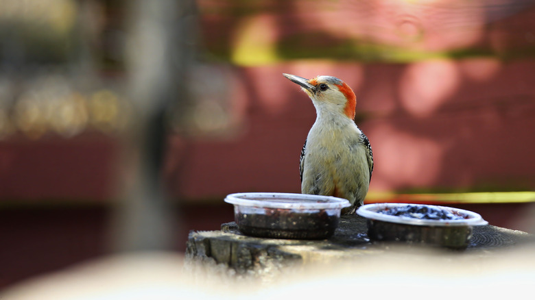 woodpecker eating jelly