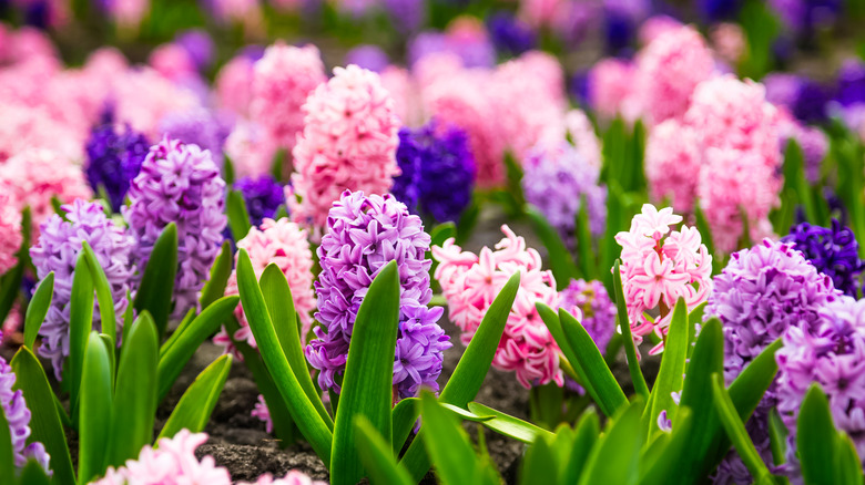 Pink and purple hyacinths