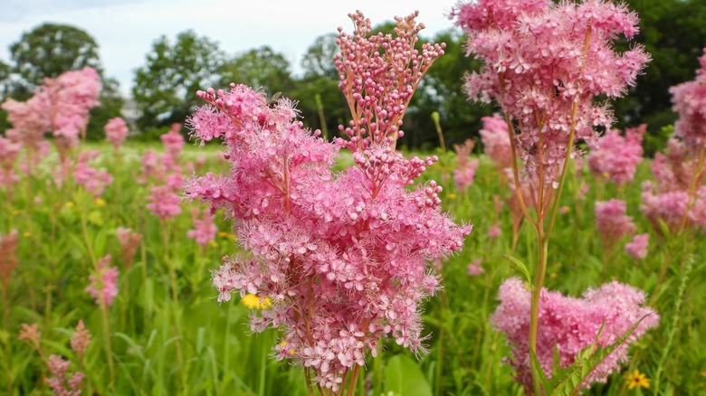 mulitple queen of the prairie flowers