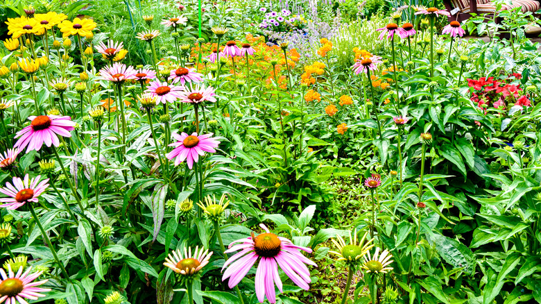 pollinator garden setup