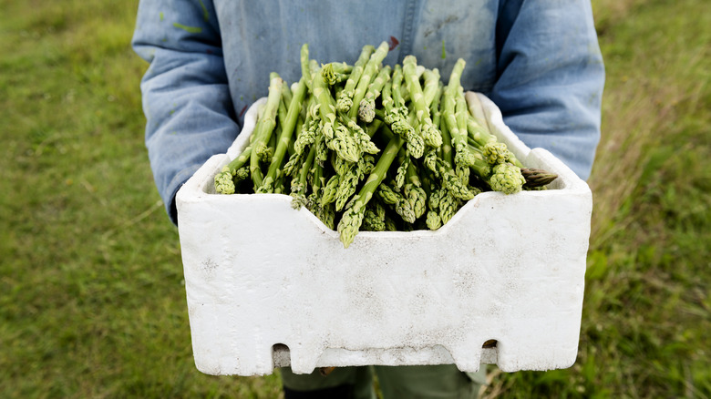 Someone harvesting asparagus