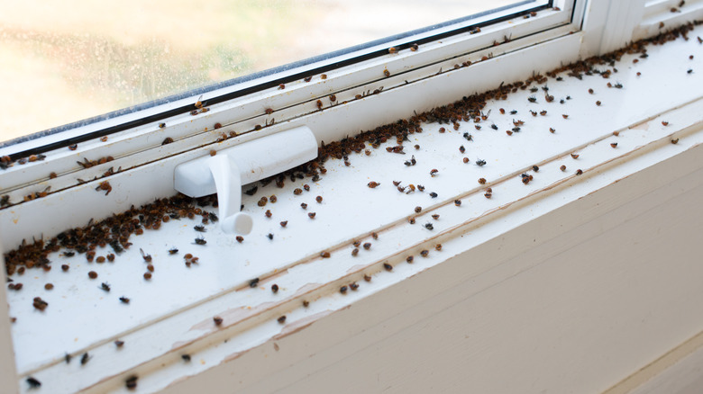 Ladybug infestation on windowsill