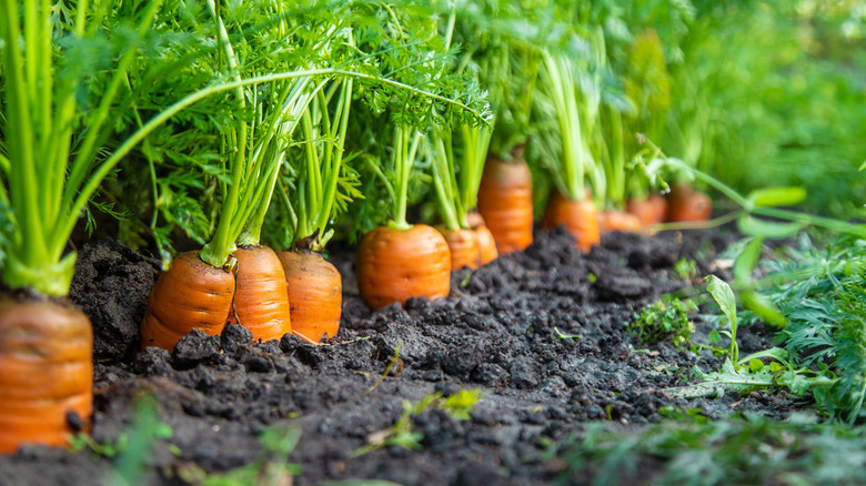 A healthy crop of carrots is ready to harvest.