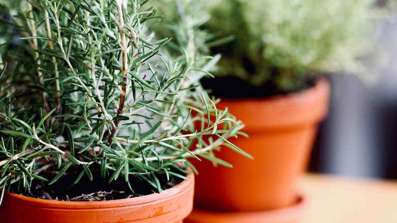 Close up of potted rosemary