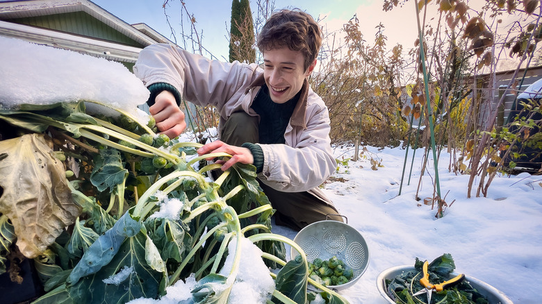 man harvesting brussel sprouts in winter
