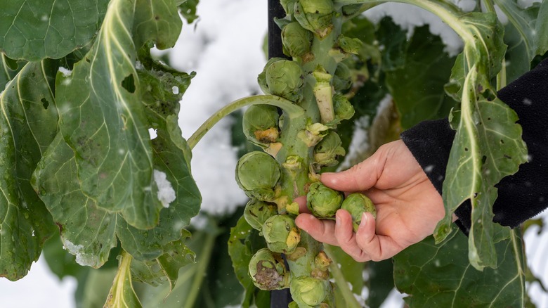 brussel sprouts growing in winter