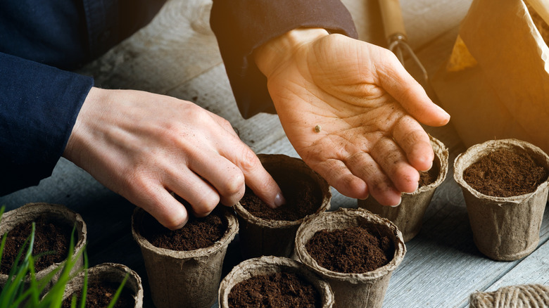 Hand sowing seeds into seed starter pots on a wooden surface