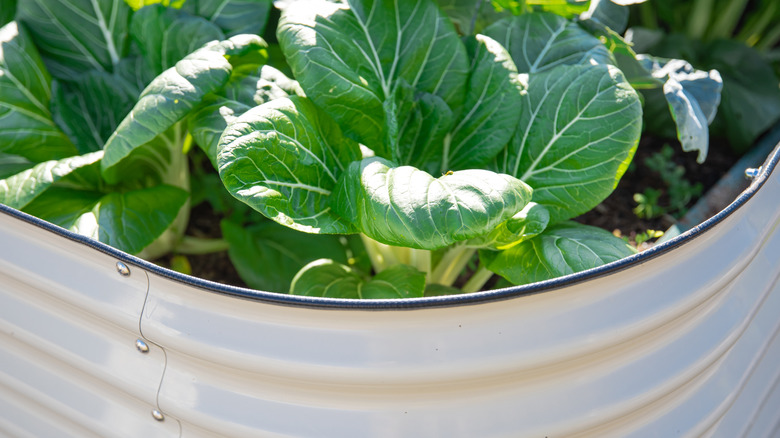 Bok choy with rich green leaves in a raised container garden