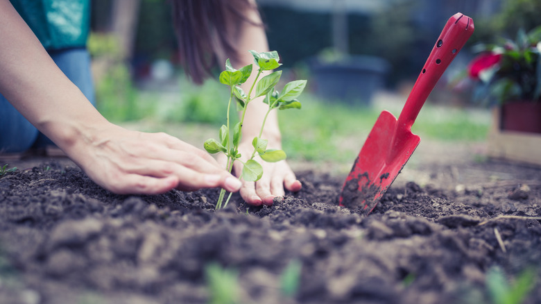 Planting basil in garden 