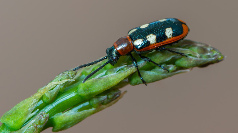 asparagus beetle on asparagus