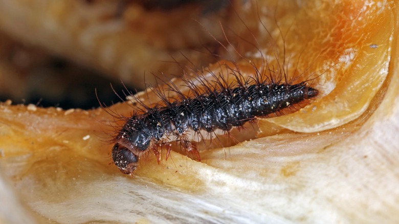 A dermestid beetle larva