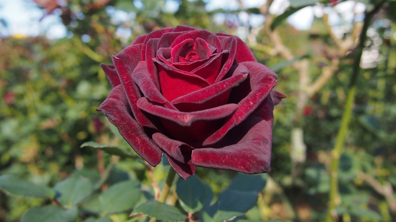 Black Baccara rose