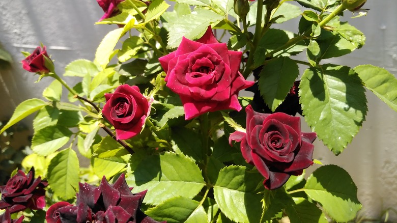 Black Baccara rose bush