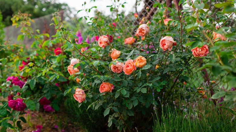 beautiful rose garden