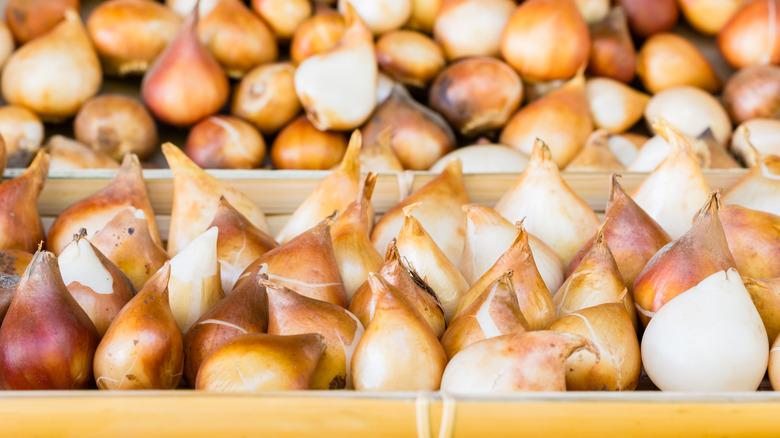 storing tulip bulbs for winter