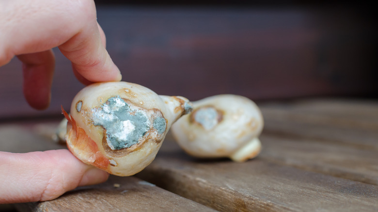 flower bulb with fungus on it