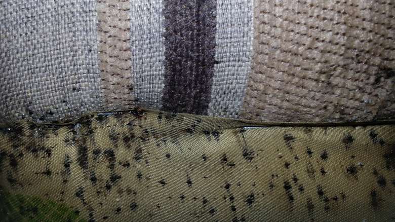 Bed bugs in seams