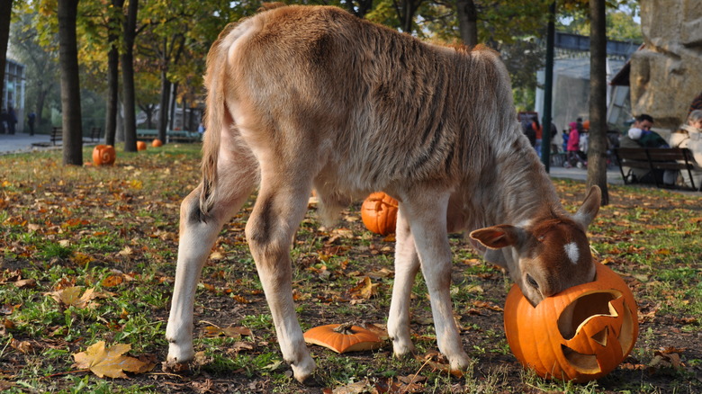 Deer eating pumpkin in park