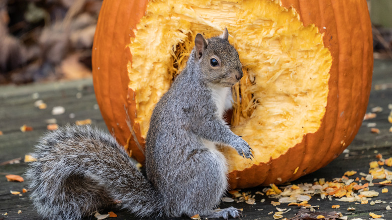 Squirrel eating pumpkin