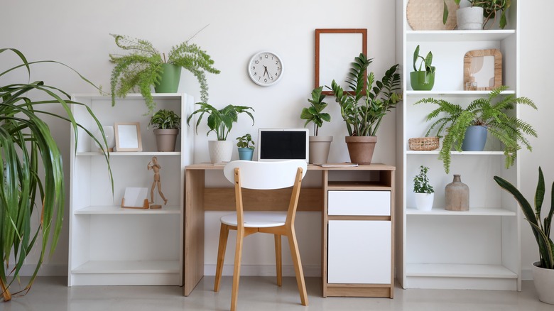 office shelves filled with plants and baskets