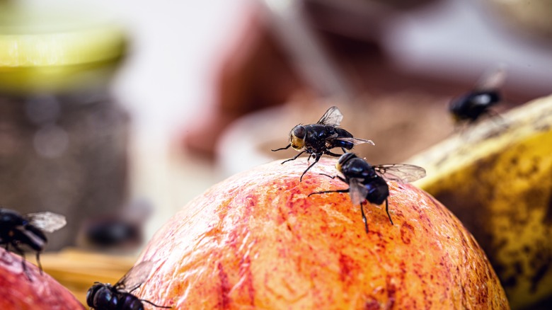 Indoor Fly Trap - Get rid of flies Indoors - Chemical Free