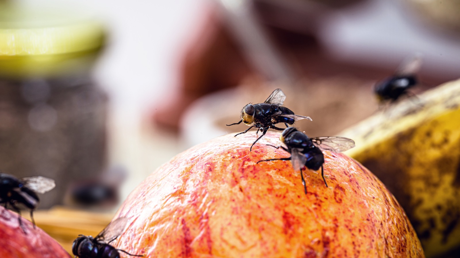 Where do fruit flies come from? They don't just 'magically appear.