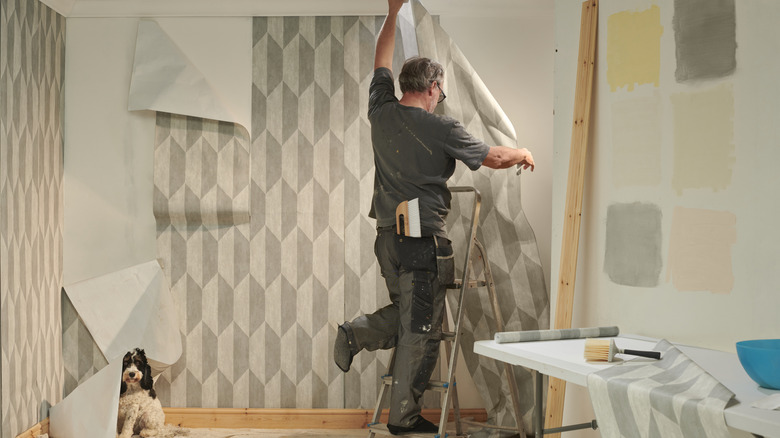 A man poorly installing peel-and-stick wallpaper