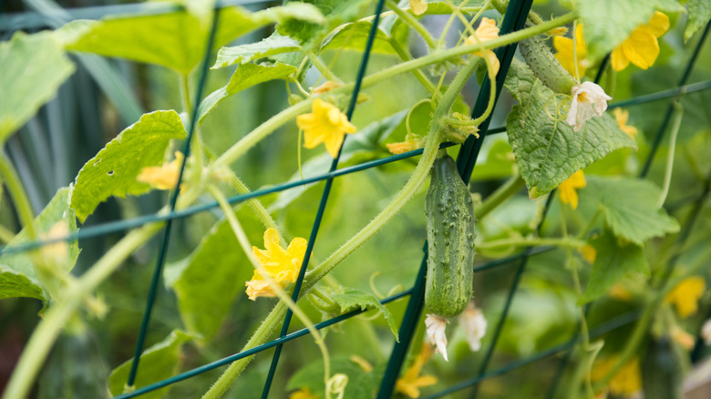 Cucumbers grow on trellis