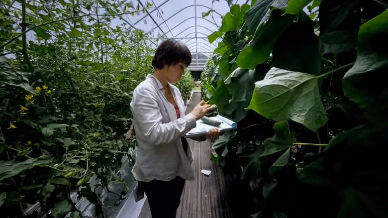 Johnny's trial technician examining cucumbers