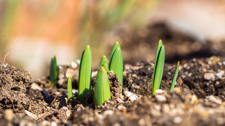 flower bulb foliage