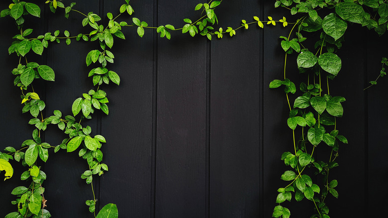 Dark painted wood paneling