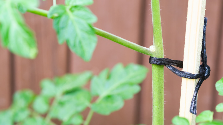 Plant tied with black material