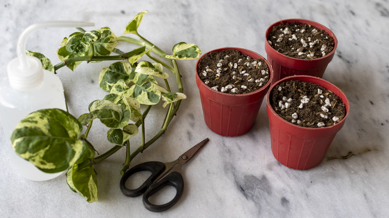 Plant stem cuttings