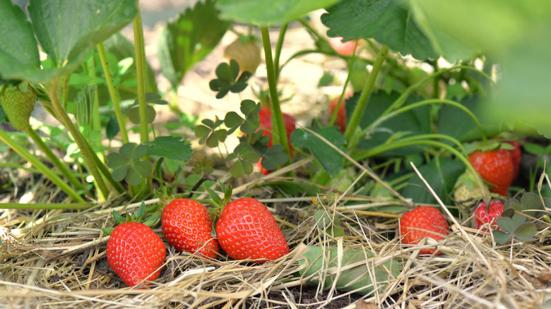 Strawberries on top of straw