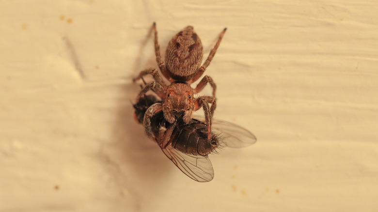 spider feeding on fly