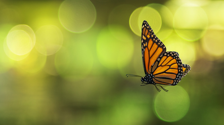 Orange monarch butterfly in flight