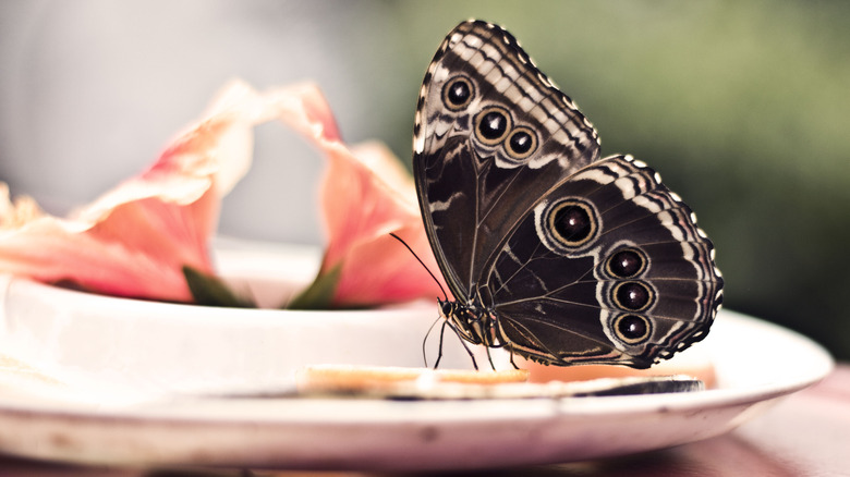 Black butterfly standing on dish