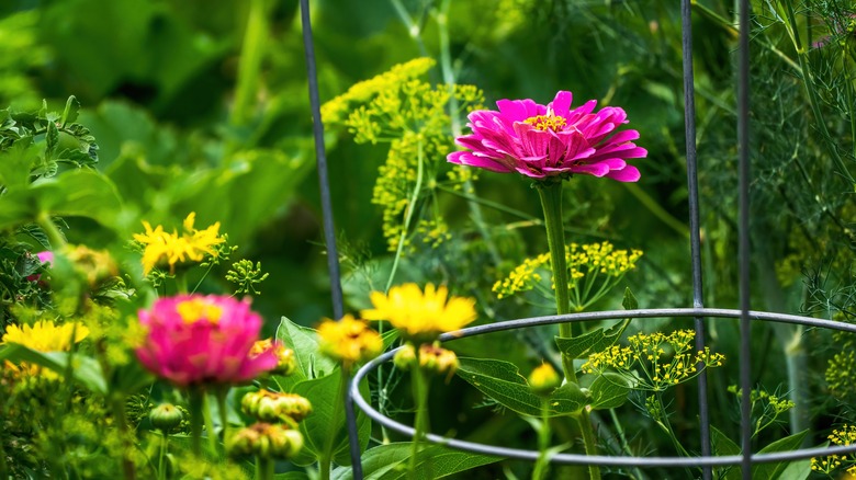 zinnia with tomato cage support