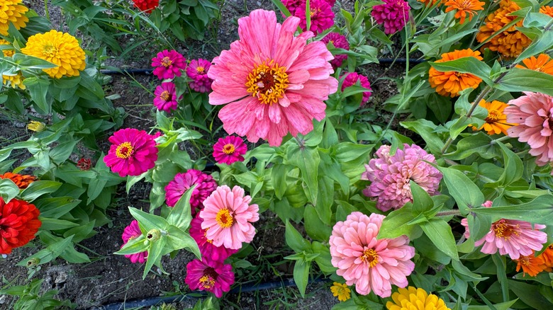 beautiful colorful zinnias