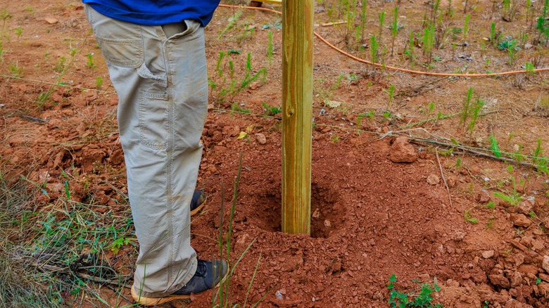 Man inserting a timber fence post into the ground