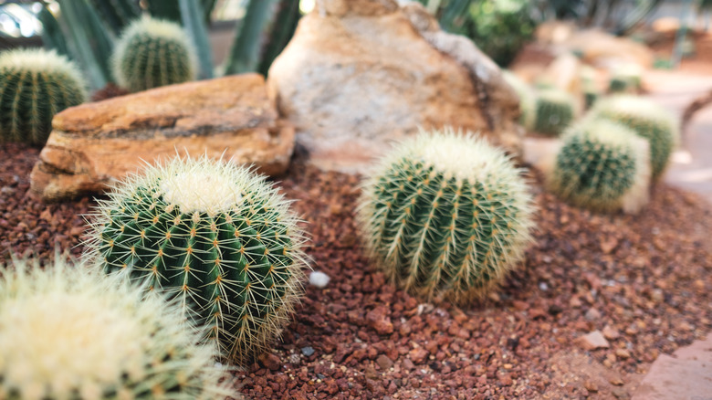 row of barrel cactus