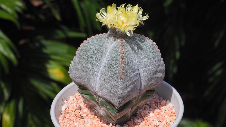 Bishop's cap cactus in flower pot