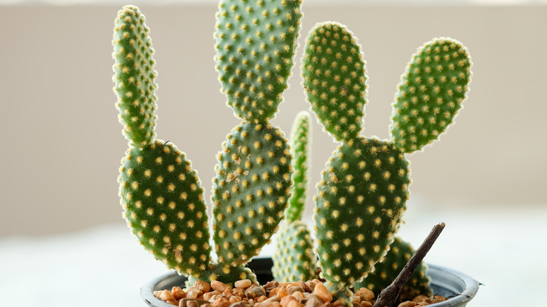 Bunny ears cactus in a flower pot